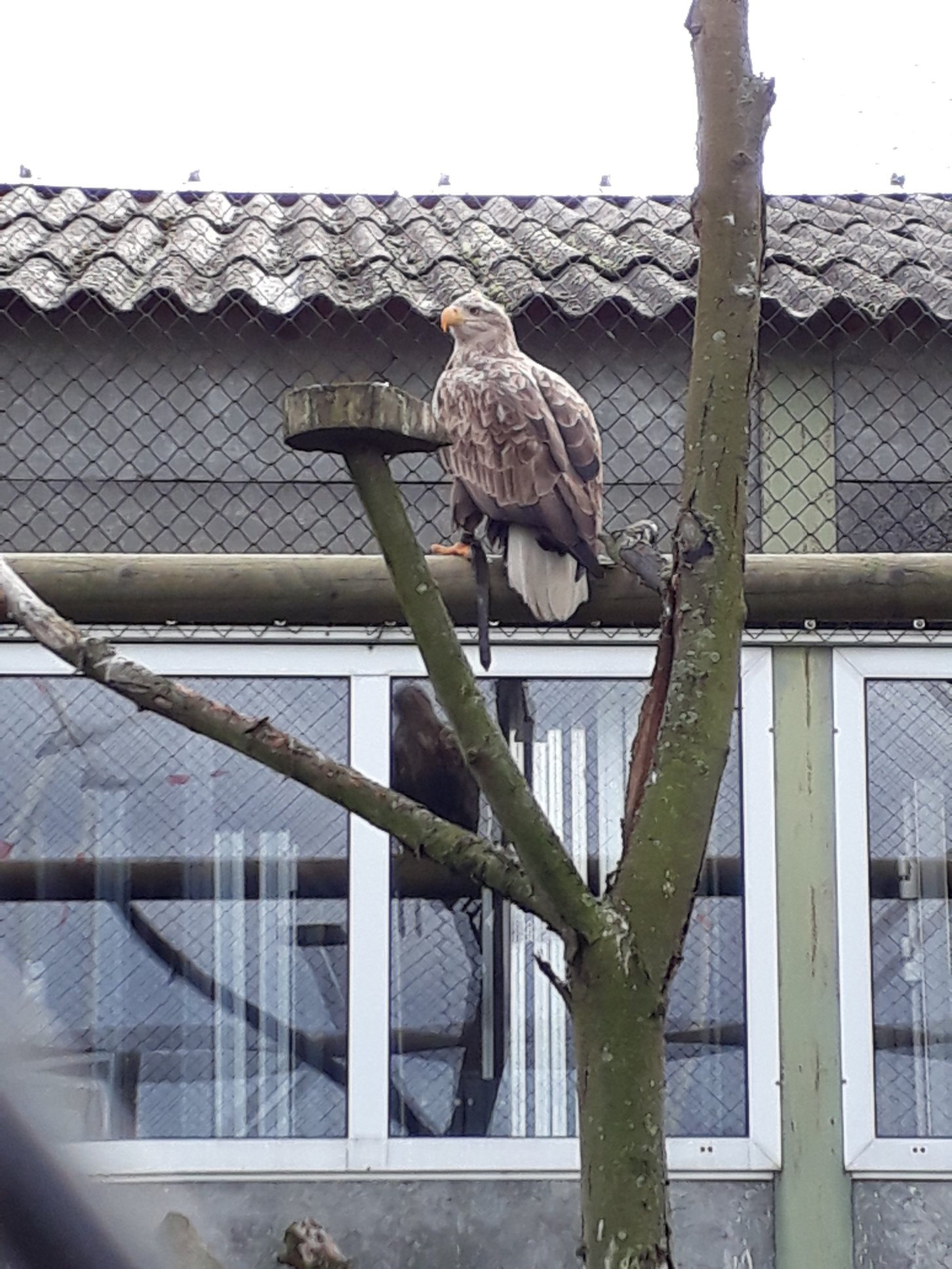 Sint-Martinus den XIIde - Roofvogelactiviteit WHV